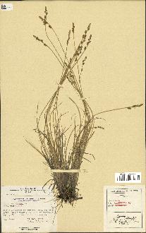 spécimen de Carex canescens