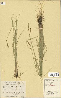 spécimen de Carex canescens