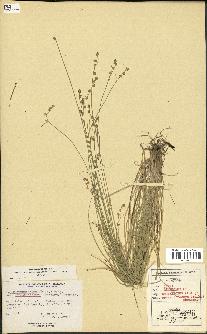 spécimen de Carex canescens