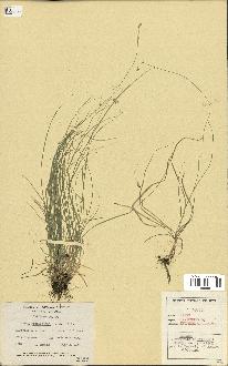 spécimen de Carex canescens