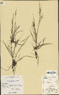 spécimen de Carex aurea