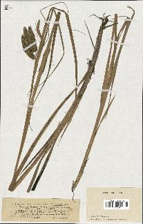 spécimen de Carex pseudocyperus
