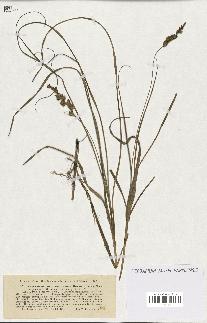 spécimen de Carex arenaria