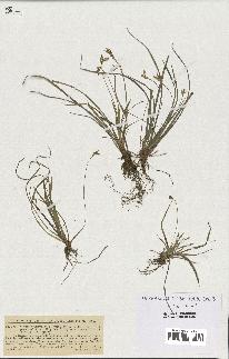 spécimen de Carex ornithopoda