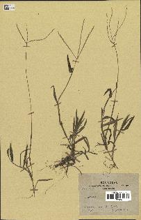 spécimen de Digitaria sp.