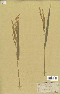 spécimen de Oryza sativa