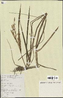 spécimen de Oryza sativa