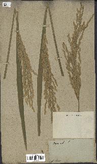 spécimen de Oryza sativa