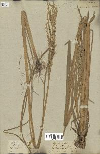 spécimen de Oryza sativa