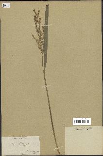 spécimen de Oryza sativa
