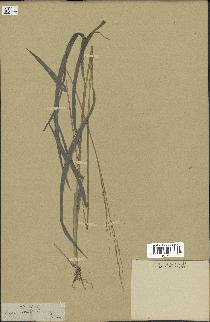 spécimen de Oryza sativa