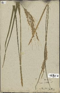 spécimen de Oryza sativa