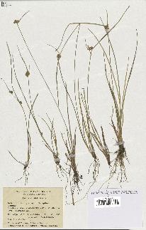 spécimen de Carex viridula