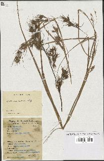 spécimen de Andropogon sp.