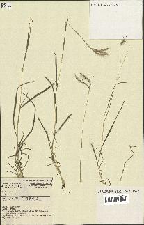 spécimen de Bothriochloa pertusa