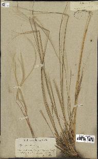 spécimen de Stipa pennata