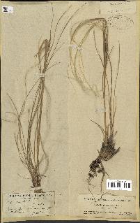 spécimen de Stipa pennata