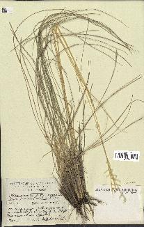 spécimen de Stipa pennata