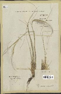 spécimen de Stipa pennata