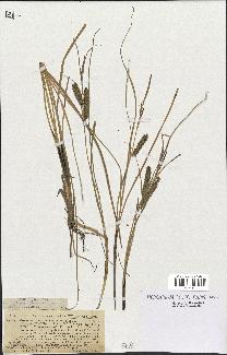 spécimen de Carex ampullacea