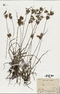 spécimen de Cyperus esculentus