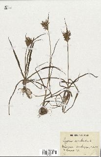 spécimen de Cyperus esculentus