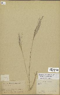 spécimen de Agrostis montevidensis