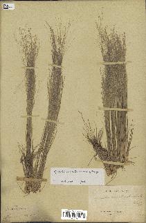 spécimen de Agrostis montevidensis