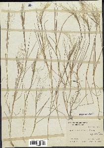 spécimen de Agrostis montevidensis