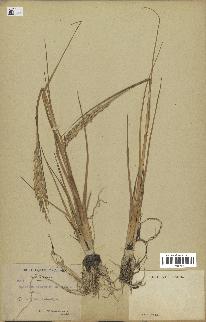 spécimen de Spartina maritima