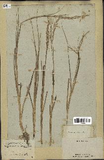 spécimen de Spartina maritima