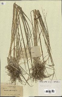 spécimen de Spartina maritima