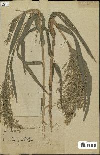 spécimen de Panicum miliaceum