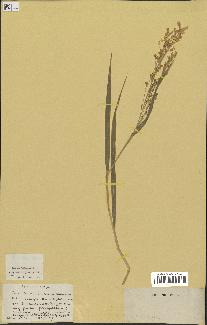 spécimen de Panicum miliaceum