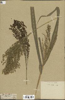 spécimen de Panicum miliaceum