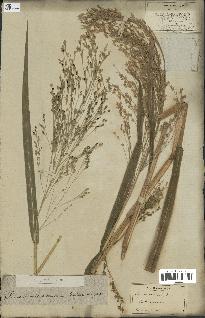 spécimen de Panicum miliaceum