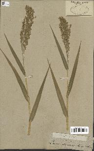 spécimen de Panicum miliaceum