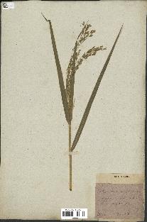 spécimen de Panicum miliaceum