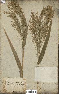 spécimen de Panicum miliaceum