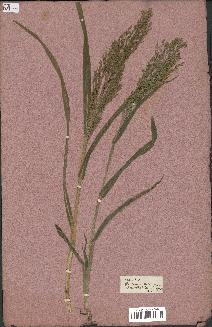 spécimen de Panicum miliaceum