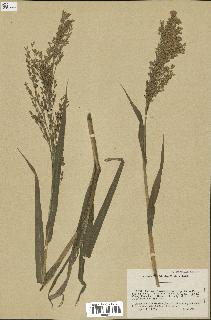 spécimen de Panicum miliaceum