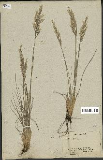 spécimen de Danthonia tandilensis