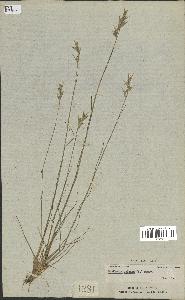 spécimen de Danthonia spicata