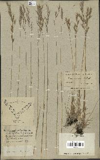 spécimen de Avena pratensis