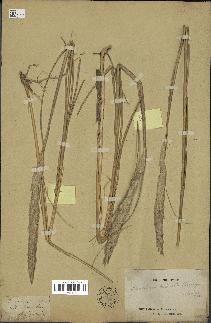 spécimen de Spartina ciliata