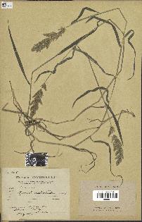 spécimen de Agrostis verticillata