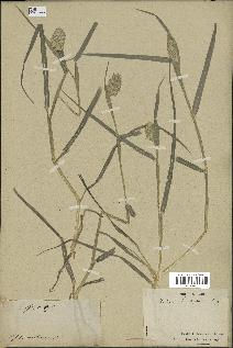 spécimen de Phalaris brachystachys