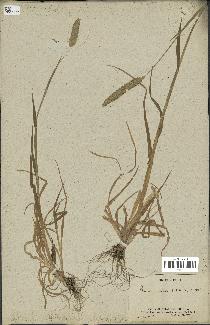 spécimen de Phalaris arundinacea