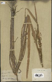 spécimen de Oryza sativa