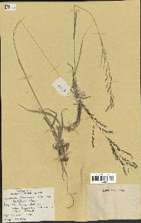 spécimen de Sporobolus fimbriatus